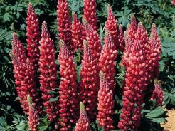 Łubin GALLERY RED Lupinus nanus /P9 *K16