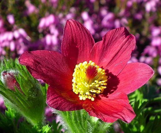 Sasanka czerwona RODE KLOKKE Pulsatilla vulgaris /P9 *K16