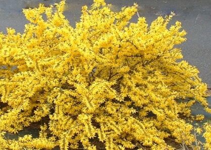 Forsycja karłowa MAREE D'OR 'Courtasol'® Forsythia C1,5/20-30cm