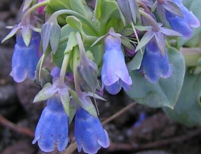 Mertensia *74T