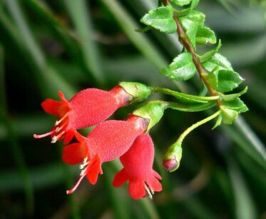  Mitraria coccinea C3/30-50cm *K14