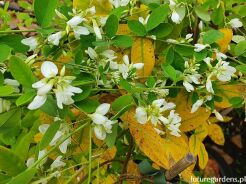 Lespedeza thunbergii WHITE FOUNTAIN /C2 *T49