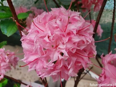 Azalia HOMEBUSH Rhododendron - krzew C3/60-80cm *T56