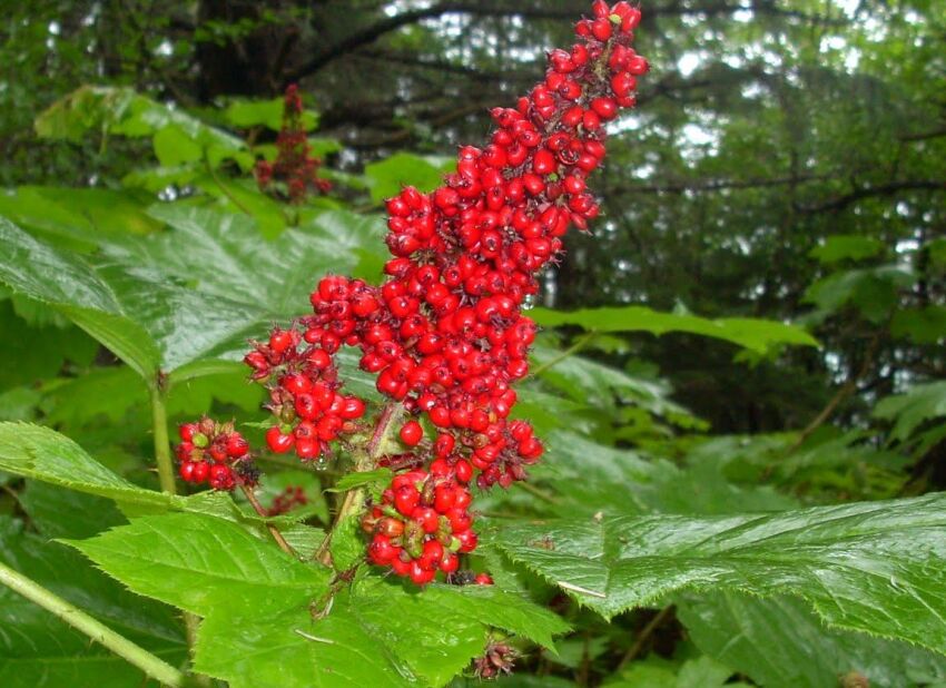Kolcosił straszliwy Oplopanax horridus /C2
