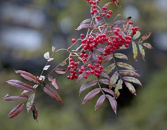 Jarząb dalekowschodni Sorbus discolor S.commixta C10/1,6-1,8m *K6