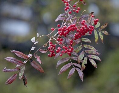 Jarząb dalekowschodni Sorbus discolor S.commixta C5/1,2-1,4m *K6