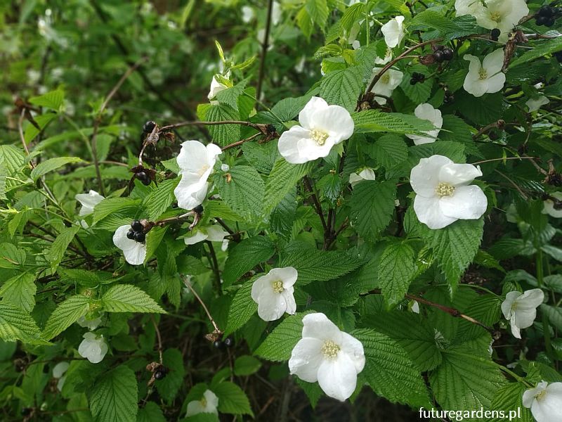 Różowiec biały syn.Okółkowiec czteropłatkowy Rhodotypos scandens C3/30-40cm *K17