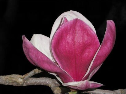 Magnolia soulangeana BIG PINK C5/80-100cm *TL *T36