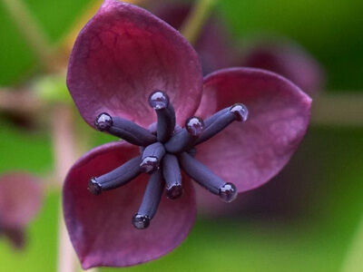 Akebia pięciolistkowa Akebia quinata C1/40-60cm *T36