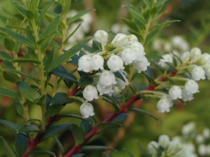 Mirt torfowy Gaultheria mucronata Pernettia mucronata männlich /P14 *T44