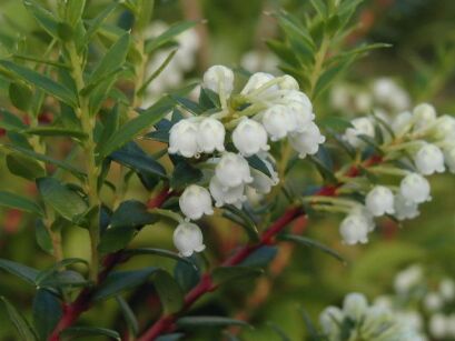 Mirt torfowy Gaultheria mucronata Pernettia mucronata männlich /P14 *K10