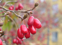 Dereń lekarski Cornus officinalis 'Kintoki' P15/50cm