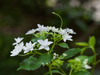 Hortensja ogrodowa HANABI® Hydrangea macrophylla /C2