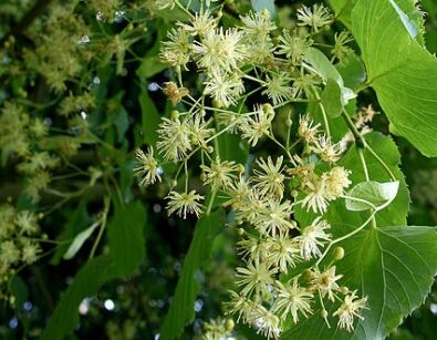 Lipa wonna (miododajna) Tilia insularis C3/80-120cm *K20