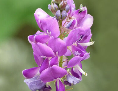 Desmodium calyanthum P11/40cm