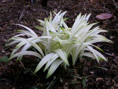 Liriope szafirkowata odm.OKINA Liriope muscari /P9 *K14w14