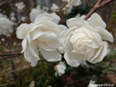Magnolia x loebneri WILDCAT C3/100cm *T43