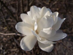 Magnolia x loebneri WILDCAT C5/60cm *K14
