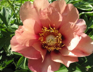 Piwonia ITOH OLD ROSE DANDY Paeonia /C4 *19T