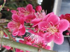Morela japońska BENI-CHI-DORI Chińska śliwka Prunus mume C2/60-80cm *K15w5