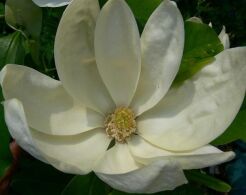 Magnolia x thompsoniana C20/1,5m *K8