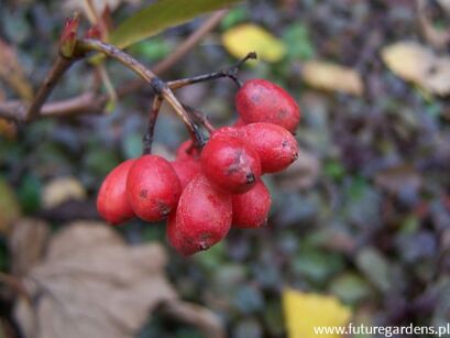 Kalina drobnolistna Viburnum parvifolium C3/60cm