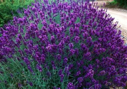 Lawenda pośrednia PLATINUM 'Nico' Lavandula ×intermedia /C5 *K18