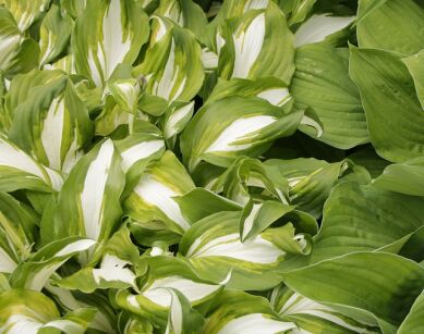 Hosta NIGHT BEFORE CHRISTMAS Funkia /C2 *5