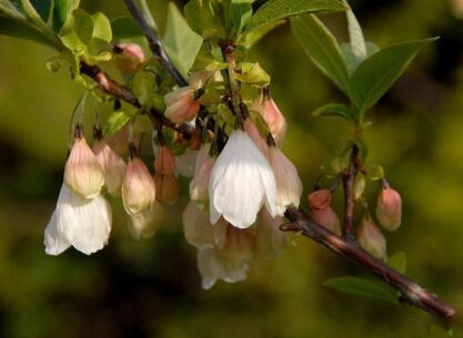 Ośnieża drzewiasta  Halesia monticola var. vestita