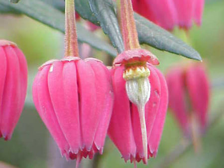 Crinodendron hookerianum ASHMOUNT C3/60-80cm *K14