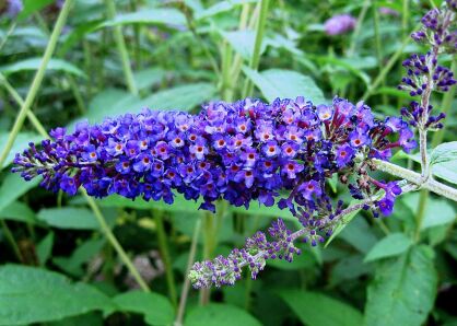 Budleja EMPIRE BLUE Buddleja davidii /C5