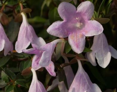Abelia 'Lynn' PINKY BELLS® C3/20-30cm *T17