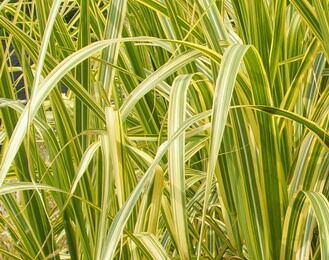 Miskant olbrzymi GILT EDGE Miscanthus gigantheus /C3 *K26