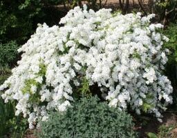 Obiela wielkokwiatowa  Exochorda racemosa - nasiona 10szt.