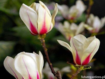 Magnolia concinna SUNRISE C5/40-50cm *K12