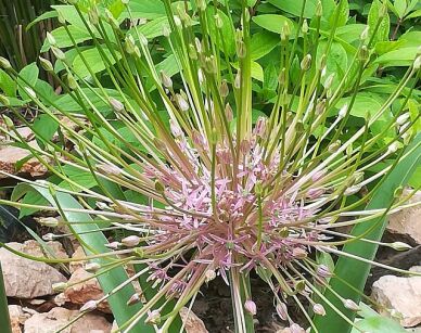 Czosnek Szuberta Allium schubertii w doniczce P9 *K8