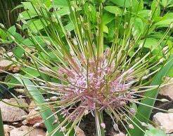 Czosnek Szuberta Allium schubertii w doniczce P9 *K8