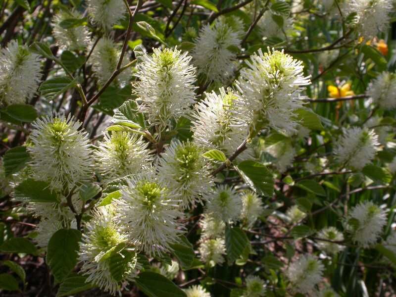 Fotergilla Gardena MOUNT AIRY Fothergilla gardenii C5/40-60cm *K17