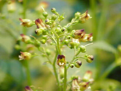 Trędownik bulwiasty Scrophularia nodosa /P11 *K16