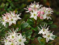 Leiophyllum buxifolium zw. Kalmia buxifolia C2/10cm *11