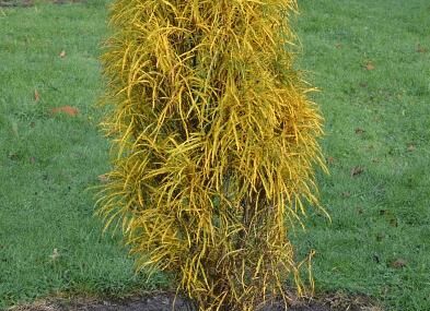 Kruszyna kolumnowa FINE LINE 'Ron Williams'® 7-letnia Frangula alnus C12/100-140cm *K6 