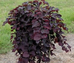 Judaszowiec płaczący 'RUBY FALLS' Cercis canadensis C7,5/1,6-1,8m *K14