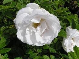 Róża pomarszczona BIAŁA Rosa rugosa var. ALBA C2/40-60cm *K2