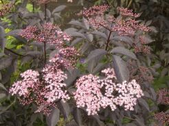 Bez czarny 'GERDA' Sambucus nigra Black Beauty C3/40-60cm