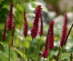 Rdest himalajski BLACKFIELD Persicaria amplexicaulis /P11 *K25