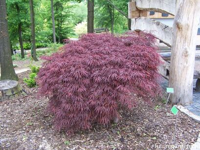 Klon palmowy GARNET Acer palmatum C3/60cm *K12