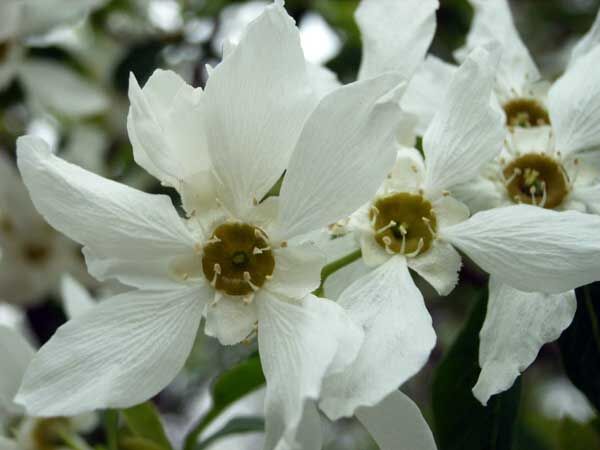 Obiela THE BRIDE Exochorda C2/30-40cm