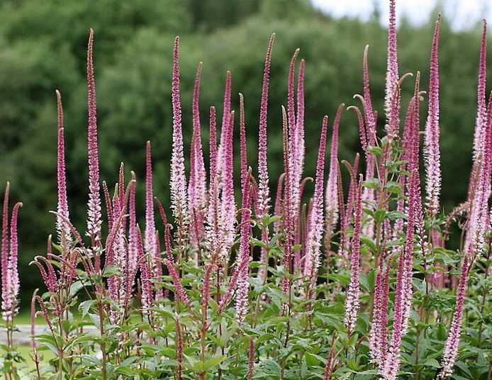 Przetacznikowiec syberyjski RED ARROWS Veronicastrum sibiricum /C2