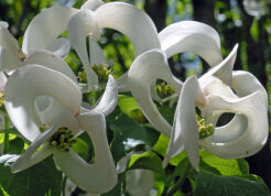 Cornus florida subsp. URBINIANA Dereń kwiecisty C7/80-100cm *K11