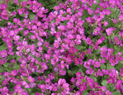 Gęsiówka kaukaska LITTLE TREASURE DEEP ROSE Arabis caucasica /C1,5 *K3